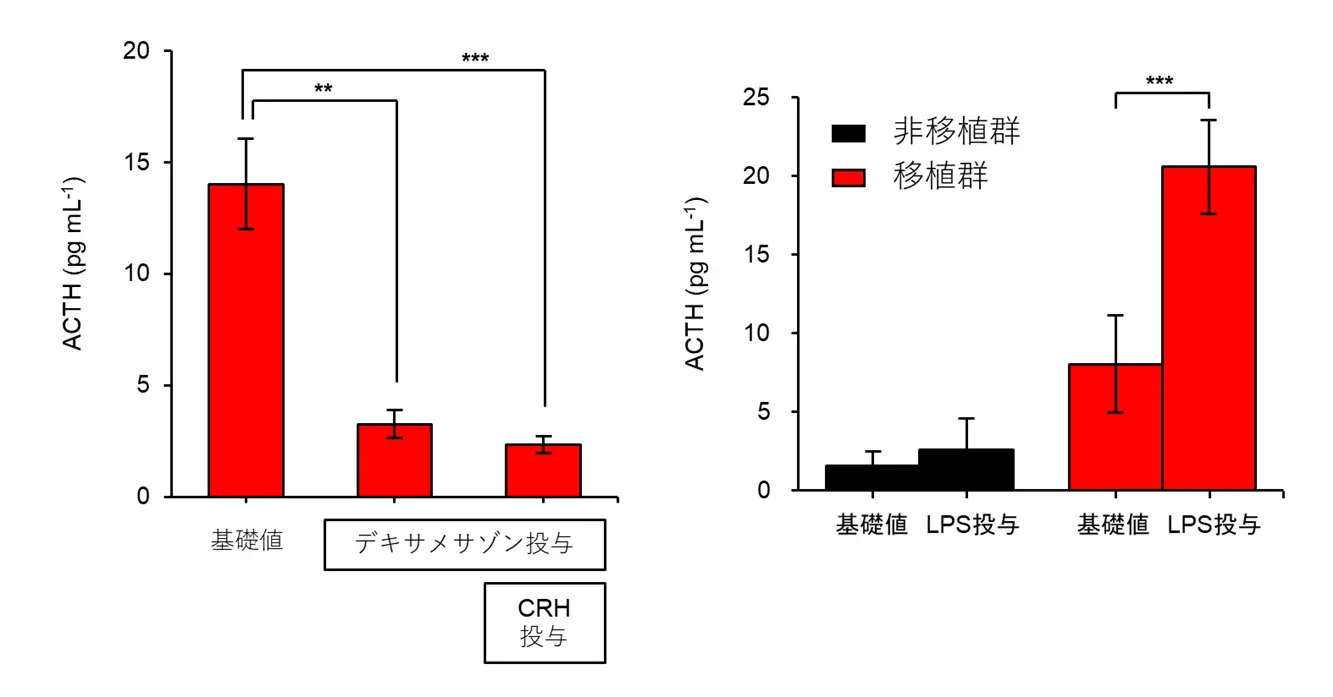 図5:移植群での血中ACTH濃度(薬剤投与への応答性)