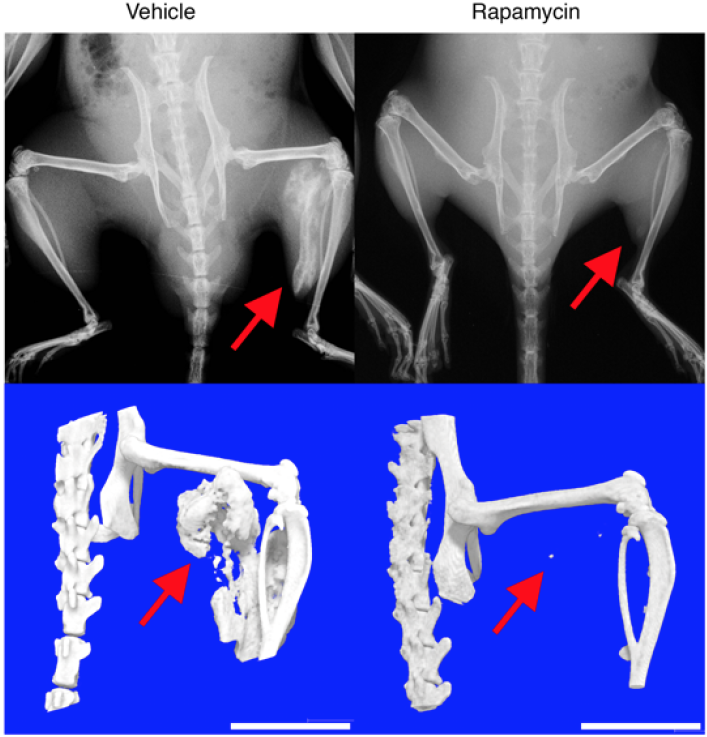 Fig. 2 マウスでの異所性骨形成の様子