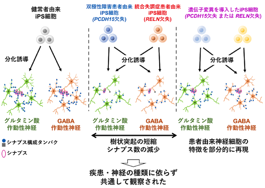 図：遺伝子編集技術によりPCDH15またはRELNを人工的に欠失させた健常者由来iPS細胞から作製した神経細胞においても、同様の異常が観察されました