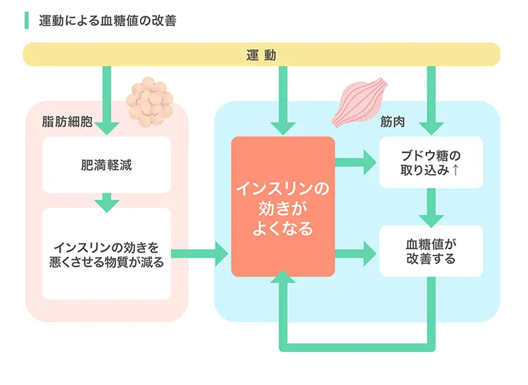 運動による血糖値の改善