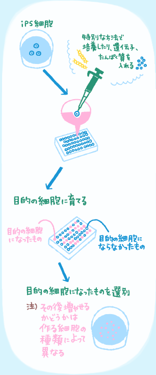 iPS細胞から目的の細胞や組織、臓器を作るには？