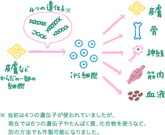 細胞の時間を巻き戻す