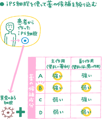 iPS細胞を使って薬の候補を絞り込む