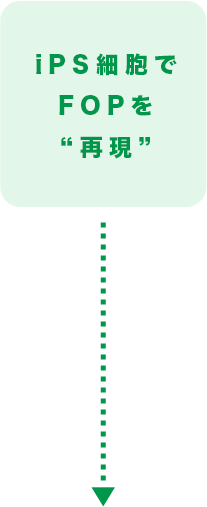 iPS細胞でFOPを再現
