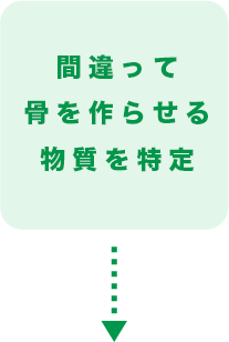 間違って骨を作らせる物質を特定