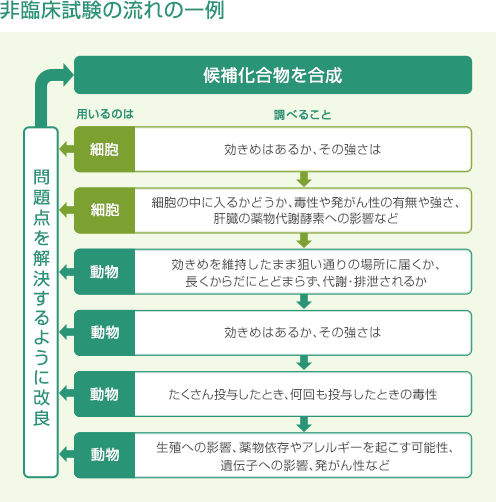 非臨床試験の流れの一例