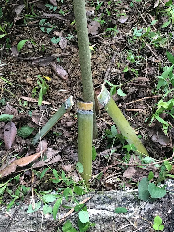 フクロウの森　伐採した竹を活用した添え木